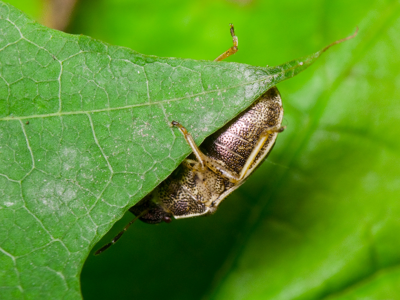 Neottiglossa pusilla (Gmelin, 1790)